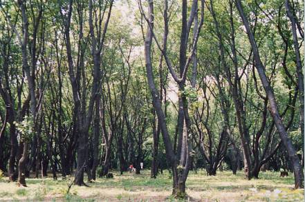 和光樹林公園の林