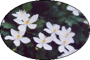 ニリンソウの花