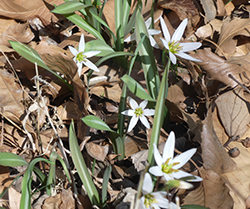 �q���n�A�}�i